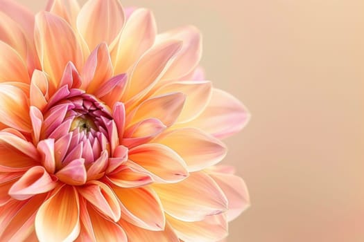 Closeup of dahlia flower on light pink and beige background for beauty and art concept