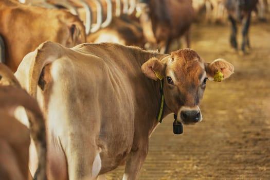 Cute Jersey cows on a farm in Denmark.