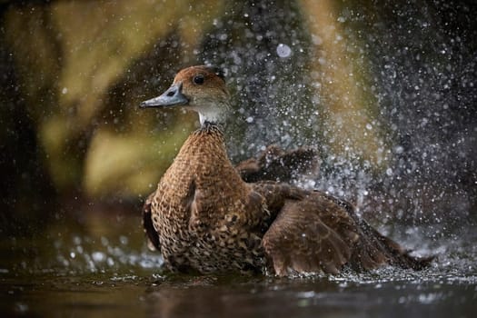 A beautiful in the water in Denmark. Close-up.