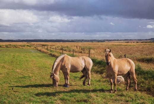 Beautiful thoroughbred horses with foal graze in the meadow at sunset.