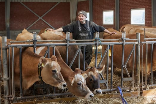 Denmark, Ringkobing, May 3, 2024: worker on a modern cow farm.