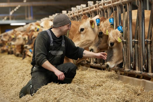 Denmark, Ringkobing, May 3, 2024: worker on a modern cow farm.