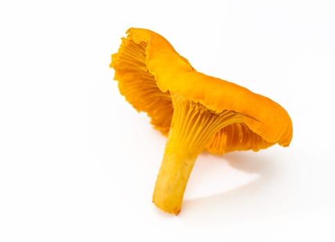 Yellow chanterelle mushrooms isolated on white background 2