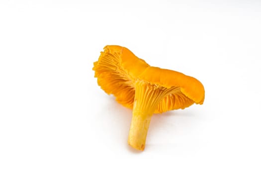 Yellow chanterelle mushrooms isolated on white background 3