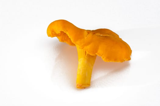 Fresh yellow chanterelle mushroom, isolated 3