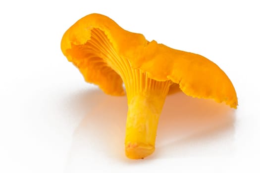 Golden chanterelle mushroom (Cantharellus cibarius) 2