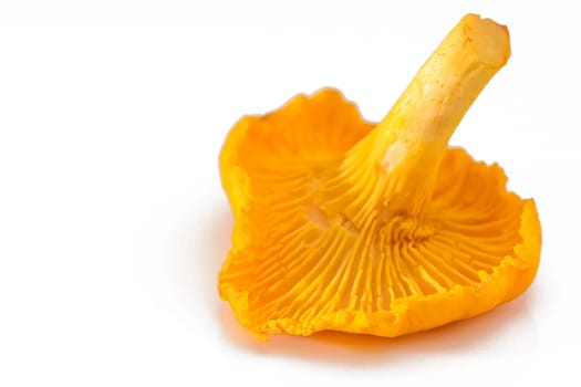 Golden chanterelle mushroom (Cantharellus cibarius) 3