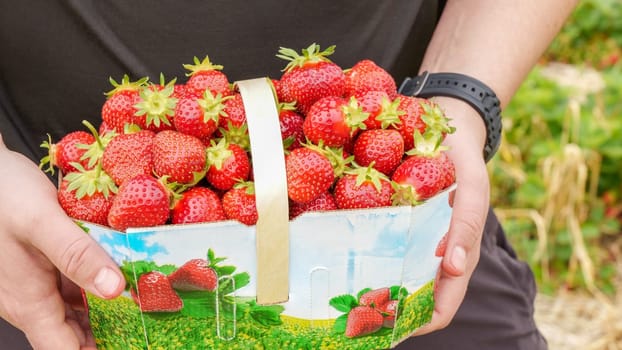 Hand holding basket with pile of fresh red strawberries after harvest on organic strawberry farm. Strawberries ready for export. Agriculture and ecological fruit farming concept