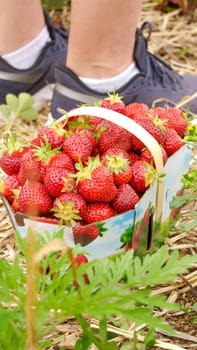 Full basket with fresh red strawberries after harvest on ground next to black shoes on organic strawberry farm. Strawberries ready for export. Agriculture and ecological fruit farming concept.