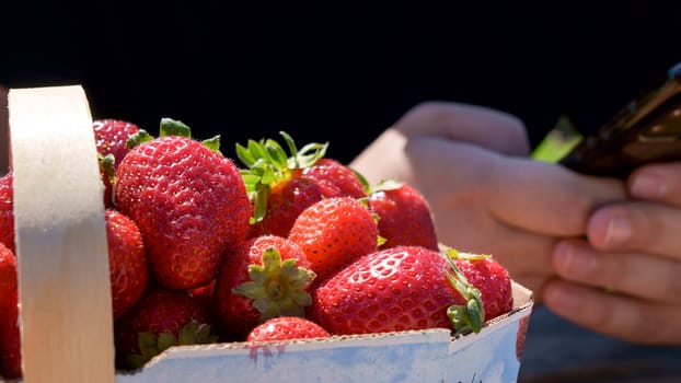 Full basket with fresh red strawberries after harvest on ground on organic strawberry farm. Strawberries ready for export. Agriculture and ecological fruit farming concept.