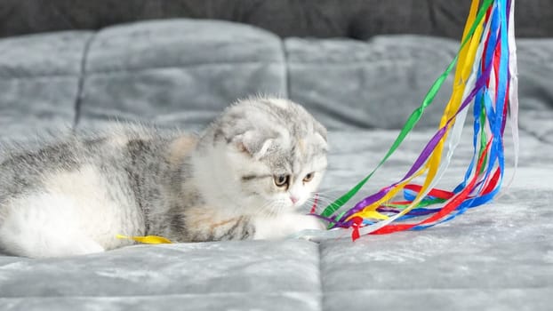 Fluffy calico Scottish fold kitten is playing on bed, front view, space for text. Cute young calico cat with brown eyes