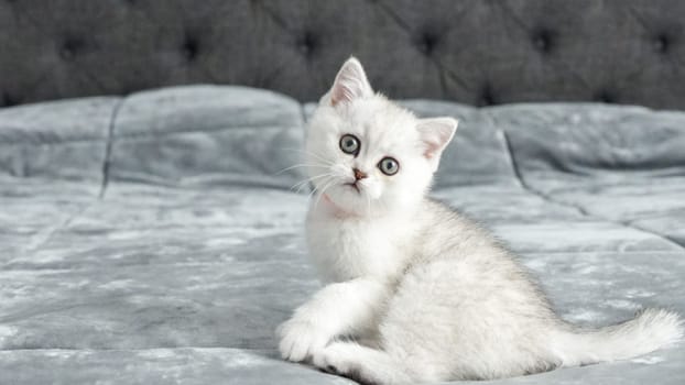 Fluffy grey Scottish kitten is sitting on bed looking at camera, front view, space for text. Cute young British shorthair cat with brown eyes