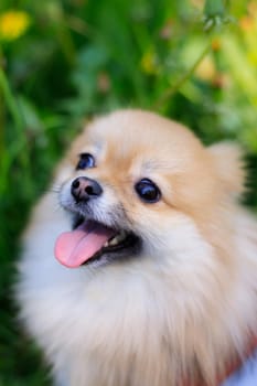 A smiling Pomeranian dog in the grass . A red - haired Pomeranian . A pet on a walk. Photo for the cover . Photo of an animal for printed products . Green grass in the park