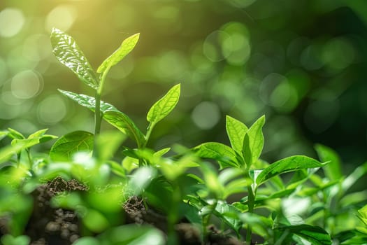 A close-up image of green plants thriving in a natural setting, symbolizing the upward trend of sustainable investment and ecological practices.