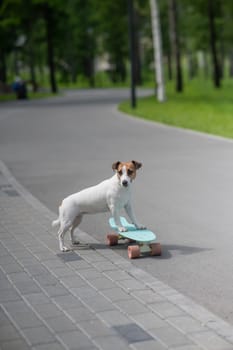 Jack Russell Terrier dog rides a penny board in the park. Vertical photo