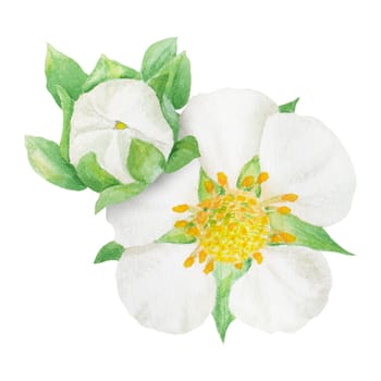 Strawberry flower with white petals hand drawn watercolor illustration. Food art, fresh botanical realistic painting. Summer blossom clipart for restaurant, cafe menu, packaging of farm goods, vegan products, prits, cards