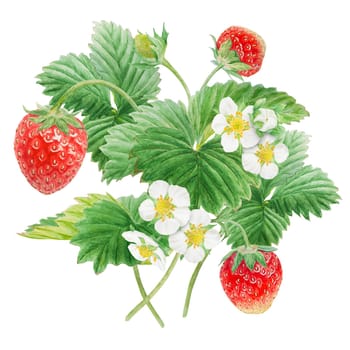 Red strawberry hand drawn watercolor illustration. Delicious food art, fresh botanical realistic painting. Summer sweet berry clip art for restaurant, cafe menu, packaging of farm goods, vegan products