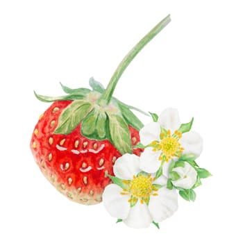 Red strawberry hand drawn watercolor illustration. Delicious food art, fresh botanical realistic painting. Summer sweet berry clip art for restaurant, cafe menu, packaging of farm goods, vegan products