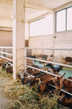 Goatlings are eating hay from behind a fence. High quality photo