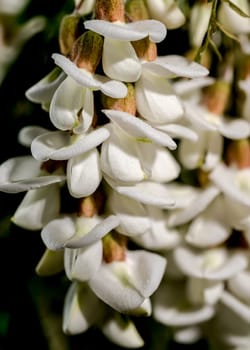 Beautiful Blooming flowers of white acacia tree on a black background. Flower head close-up.