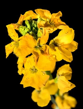 Beautiful Blooming flowers of yellow wallflower erysimum cheiri on a black background. Flower head close-up.