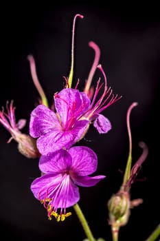 Beautiful Blooming flowers of Geranium Cambridge on a black background. Flower head close-up.