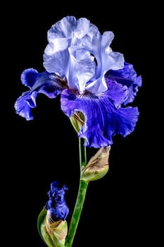 Beautiful Blooming blue iris Mariposa Skies flowers on a black background. Flower head close-up.