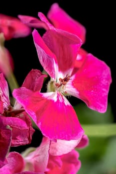 Beautiful Blooming red Pelargonium Toscana Hero flowers on a black background. Flower head close-up.