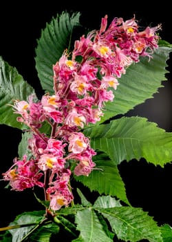 Beautiful Blooming red horse-chestnut isolated on a black background. Flower head close-up.