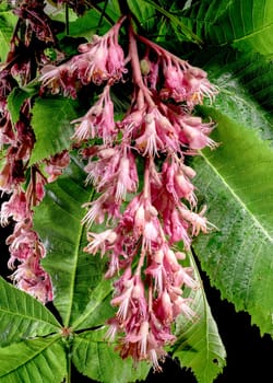 Beautiful Blooming red horse-chestnut isolated on a black background. Flower head close-up.