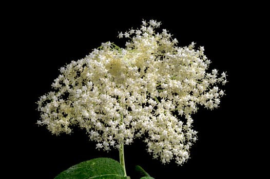 Beautiful Blooming white sambucus isolated on a black background. Flower head close-up.