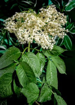 Beautiful Blooming white sambucus on a dark green background. Flower head close-up.