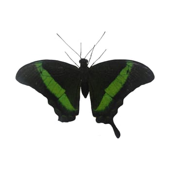 Green and Black Tropical Butterfly Isolated on White Background.