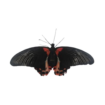 Red and Black Tropical Butterfly Isolated on White Background.