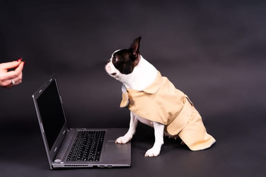 The dog uses laptop. Boston terrier looks at something, communicates with someone