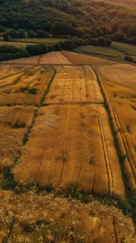 Scenic aerial view of wheat field at sunset with hills in background for nature and travel themes