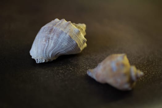 Black Sea rapan shells on pebbles. High quality photo. Shells on the beach