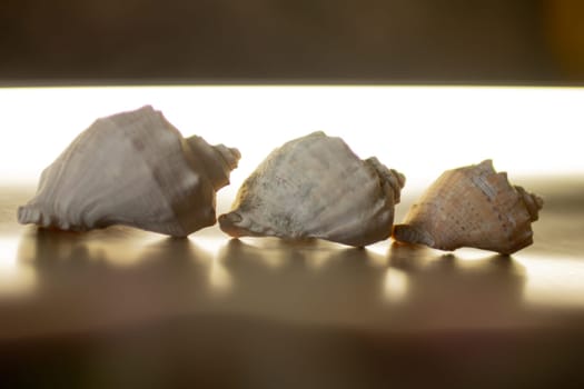 Black Sea rapan shells on pebbles. High quality photo. Shells on the beach
