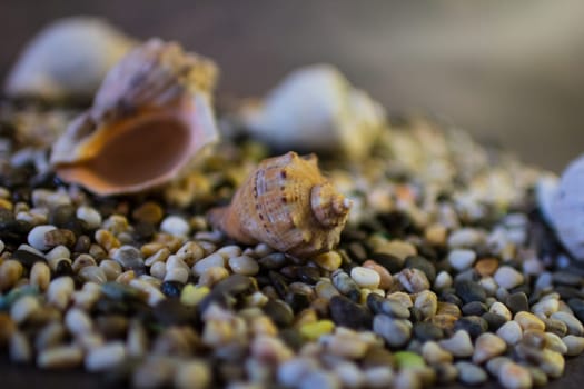 Black Sea rapan shells on pebbles. High quality photo. Shells on the beach