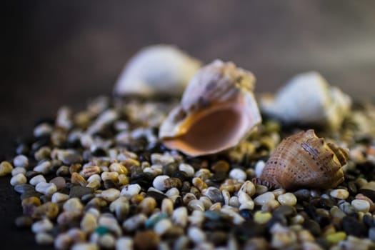 Black Sea rapan shells on pebbles. High quality photo. Shells on the beach