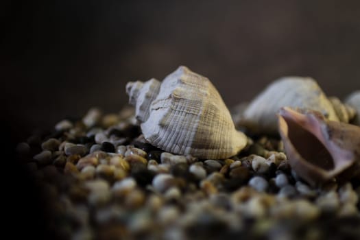 Black Sea rapan shells on pebbles. High quality photo. Shells on the beach