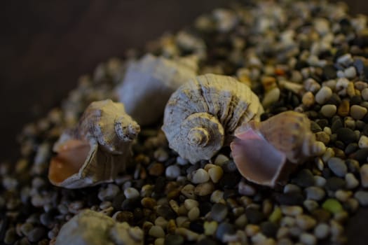 Black Sea rapan shells on pebbles. High quality photo. Shells on the beach