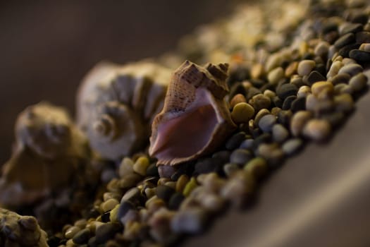 Black Sea rapan shells on pebbles. High quality photo. Shells on the beach