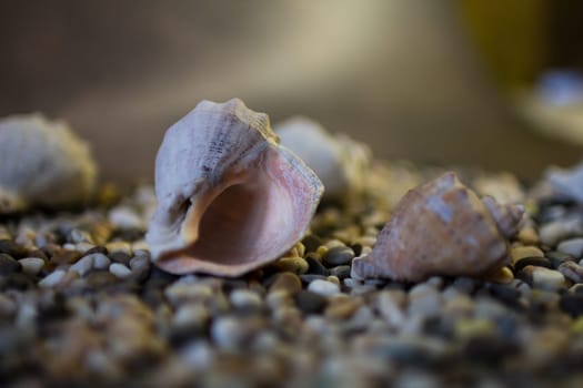 Black Sea rapan shells on pebbles. High quality photo. Shells on the beach