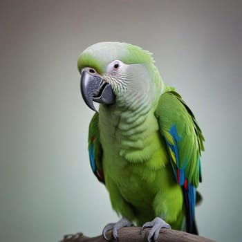 High quality photo. A big parrot is sitting on a branch. Green parrot on a gray background. Isolated close up