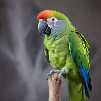 High quality photo. A big parrot is sitting on a branch. Green parrot on a gray background. Isolated close up