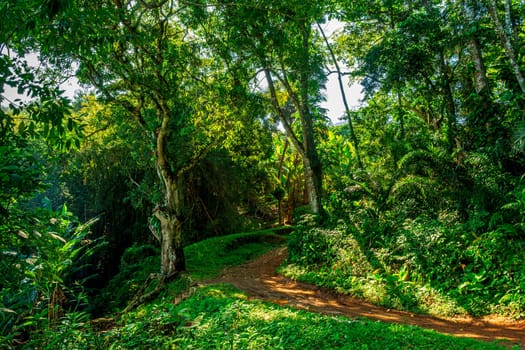 Dirt path through the rainforest on the island of Ilhabel on the coast of São Paulo