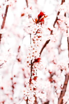 Botanical beauty, dream garden and natural scenery concept - Floral blossom in spring, pink flowers as nature background
