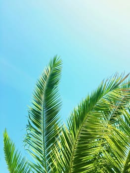 Tropical nature, vintage backdrop and summer vacation concept - Palm tree leaves and the sky, summertime travel background