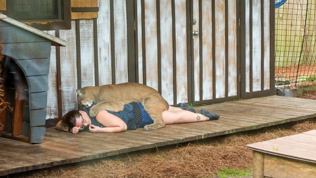 A cougar and a woman share a serene moment on a wooden porch. The cougar rests its head on the womans chest as she gently strokes its back, reflecting pure bliss and tranquility in their unique bond.